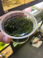 Aquarium mos, Ophalen, Zo goed als nieuw, Plant(en), Steen of Hout