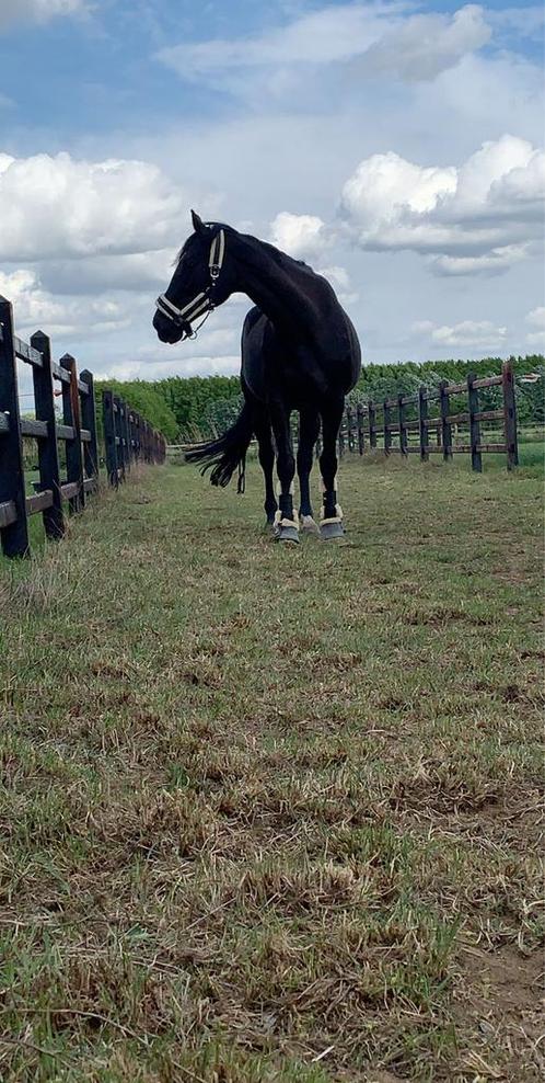 Gezocht wei/paddock paradise, Dieren en Toebehoren, Stalling en Weidegang, 2 of 3 paarden of pony's