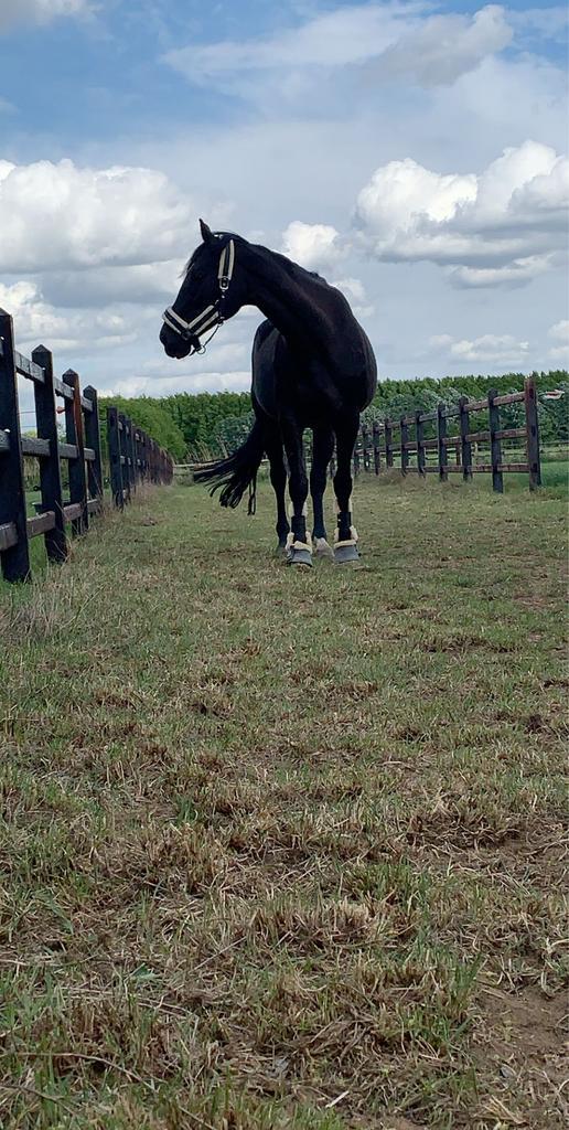 Gezocht wei/paddock paradise, Dieren en Toebehoren, Stalling en Weidegang, 2 of 3 paarden of pony's