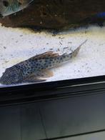 L075 pleco (+/- 17 cm), Dieren en Toebehoren, Vis
