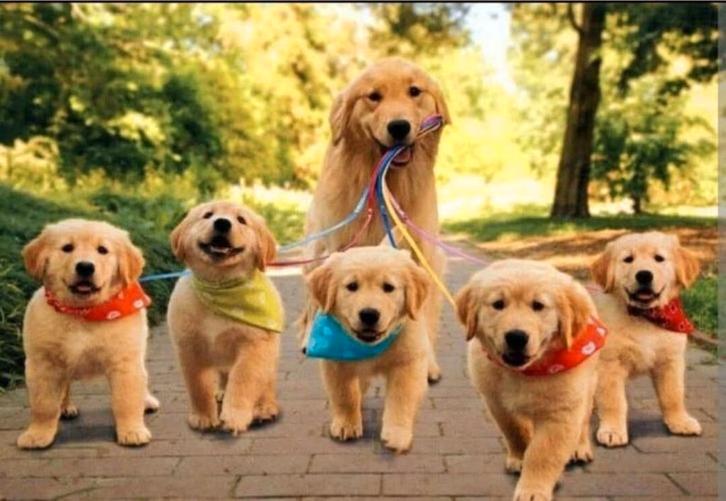 Hondenoppas assen aangeboden, Diensten en Vakmensen, Dieren | Honden | Verzorging, Oppas en Les, Uitlaatservice