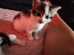 2 lieve kittens zoeken lief baasje, Dieren en Toebehoren, Kater, Kortharig, 0 tot 2 jaar
