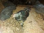 3 Faverolle hanen, Dieren en Toebehoren, Mannelijk, Kip