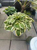 Prachtige hosta in pot, Ophalen, Overige soorten, Halfschaduw, In pot