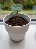 Madagascar Jewel stekje inclusief pot, Ophalen, Overige soorten, Minder dan 100 cm