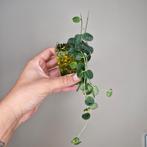 Hoya Serpens 2, Overige soorten, Minder dan 100 cm, Bloeiende kamerplant, Halfschaduw