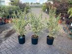 Ligustrum ovalifolium ‘argenteum’, Ophalen, Liguster