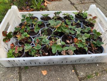 Aardbeienplantjes (prijs: wat je het waard vind)  beschikbaar voor biedingen