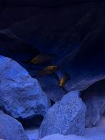 Altolamprologus Compressiceps Gold Head, Vis