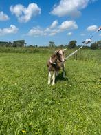 Super lieve bokjes, Dieren en Toebehoren, Schapen, Geiten en Varkens, Mannelijk, Geit
