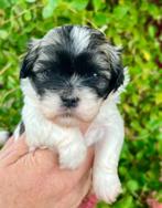 Boomerpups, Dieren en Toebehoren, Overige rassen, 8 tot 15 weken, Teef, Meerdere