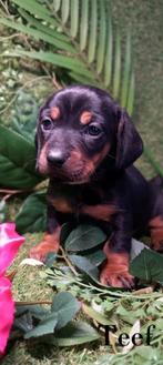 Prachtige Black and Tan Teckel pups laatste teefje, Dieren en Toebehoren, Kaninchen, 8 tot 15 weken, Korthaar, Meerdere