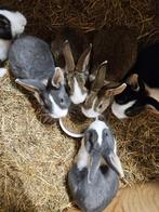 Hollander konijntjes bijna 12 weken oud. 6 rammetjes, Mannelijk, Middelgroot, 0 tot 2 jaar