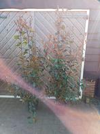 Glansmispel   Photinia Red Robin, Ophalen, Volle zon, 100 tot 250 cm