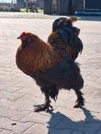 Bramha haan, Dieren en Toebehoren, Pluimvee, Mannelijk, Kip