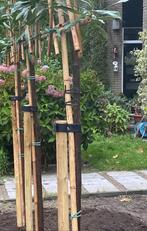 Lei bomen groen blijvende, Ophalen of Verzenden, Halfschaduw, Leiboom