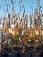 Magnolia struiken diverse soorten, Ophalen, Overige soorten, Volle zon