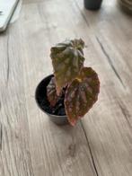 Begonia Negrosensis X Chloristicta, Ophalen of Verzenden, Halfschaduw, Minder dan 100 cm