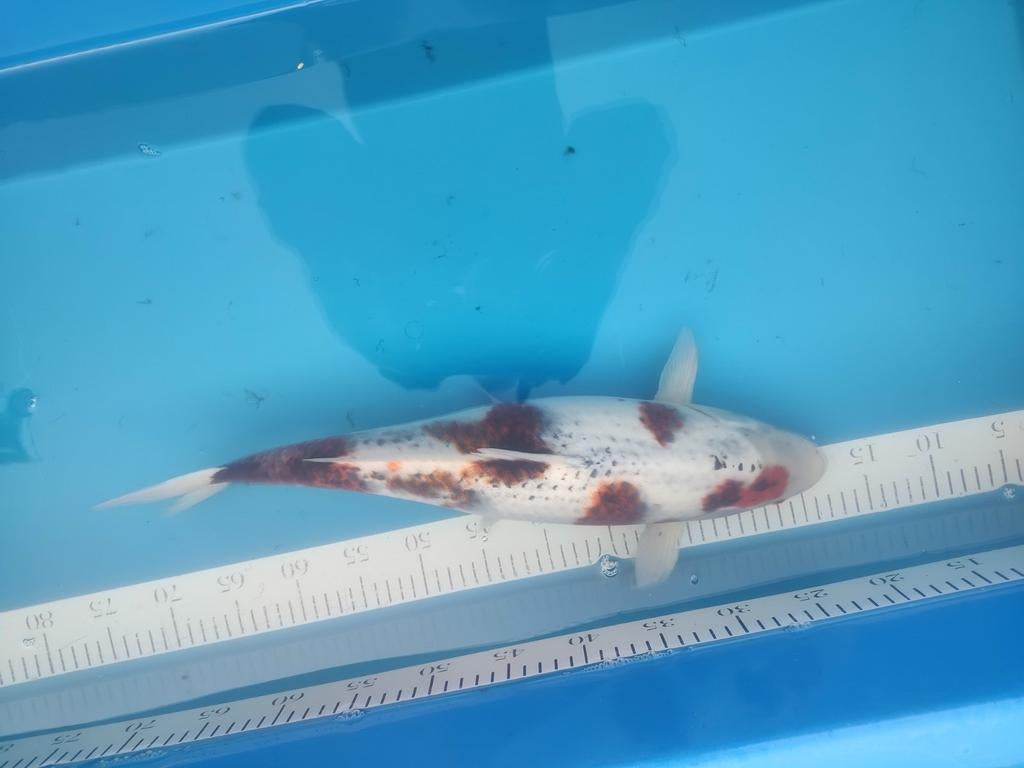 Goromo, Karper of Koi