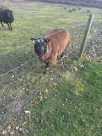 Schapenbok te koop, Mannelijk, Schaap