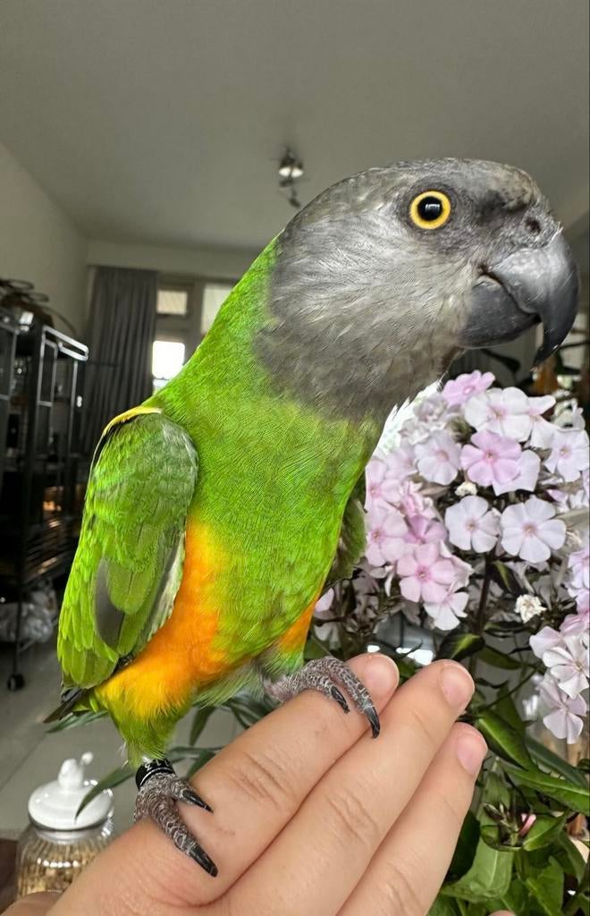 Bonteboer te koop, Vrouwelijk, Papegaai, Pratend