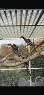 Koppel Afrikaanse Grijze Tokken (Tockus nasutus), Meerdere dieren