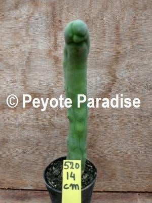 DE PENIS CACTUS IS DE ECHTE PENIS PLANT !, Huis en Inrichting, Kamerplanten, Cactus, Minder dan 100 cm, Groene kamerplant, Volle zon