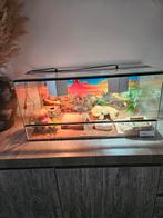 Luipaardgekko incl terrarium, Ophalen, Zo goed als nieuw