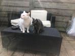 Blauwe rus VERMIST NIEUW VENNEP, Kat