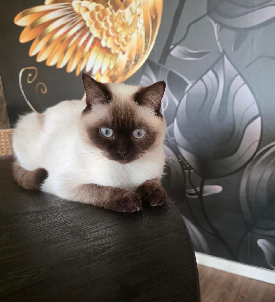 Britse korthaar choco point, Kater, Ingeënt