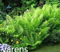 Varens, Ophalen, Vaste plant, Varens, Bloeit niet