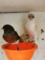 Koppel harlekijn kanarie, Meerdere dieren, Kleurkanarie