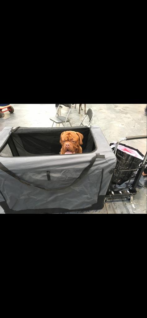 Honden bench, Dieren en Toebehoren, Hondenbenches, Ophalen, Gebruikt