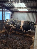 Dikbil dekstier., Dieren en Toebehoren, Runderen, Mannelijk