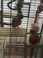 Vogels tam, Meerdere dieren, Dwergpapegaai of Agapornis, Tam