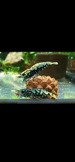 Blue Boa Galaxy blauwe garnalen, Dieren en Toebehoren, Kreeft, Krab of Garnaal