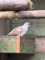 Bont diamantduifje, Mannelijk, Geringd