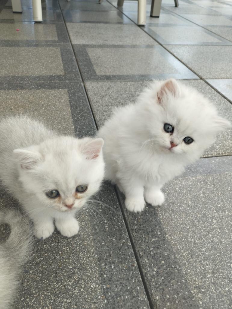 Britse korthaar kittens (nog 3 poesjes beschikbaar), Meerdere dieren, Ontwormd, 0 tot 2 jaar