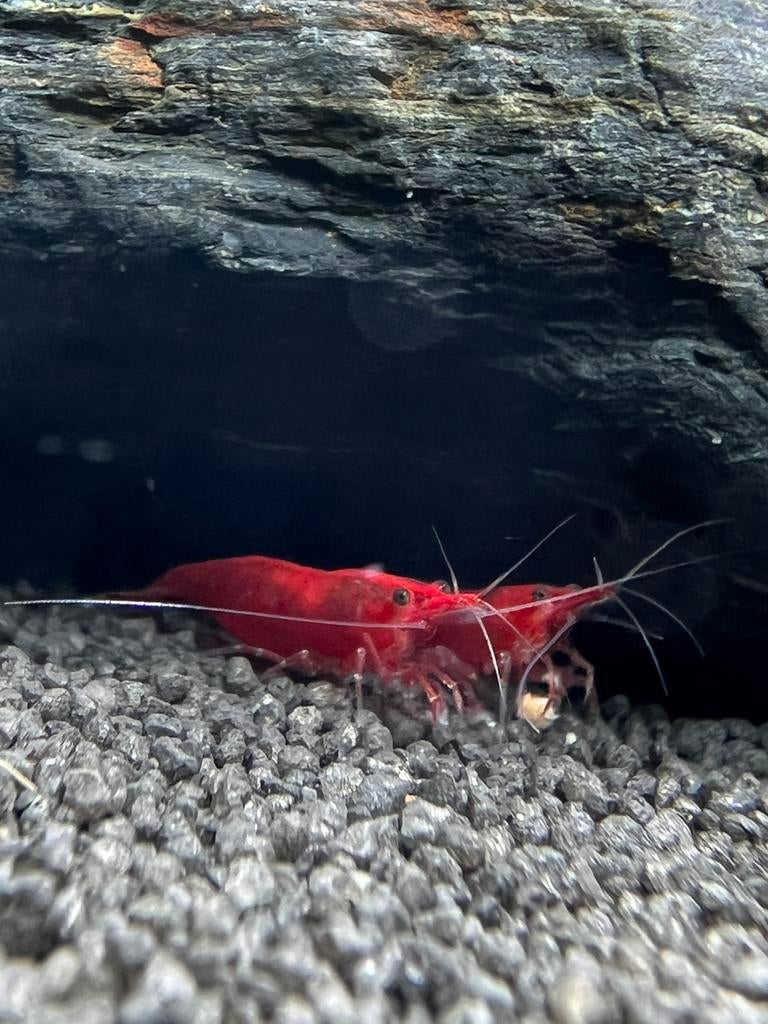 Bloody Mary garnalen - Neocaradina - Vuurgarnalen - Rood, Dieren en Toebehoren, Pluimvee