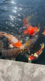 Japanse koi karpers, Karper of Koi