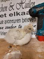 Zijdehoen kuiken van het grote soort, Geslacht onbekend, Kip