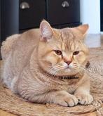 Britse korthaar - Golden Cinnamon - Dek kater, Meerdere dieren