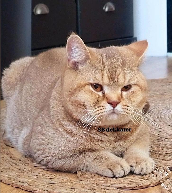 Ook te koop Britse korthaar - Golden Cinnamon - Dek kater, Dieren en Toebehoren, Katten en Kittens | Raskatten | Korthaar, Meerdere dieren