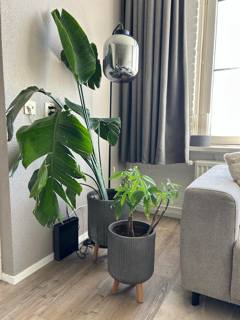 Strelitzia en geldboompje in pot, Ophalen, 100 tot 150 cm, Overige soorten, Halfschaduw