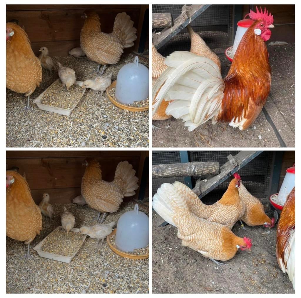 Friese kriel geel wit pel broedeieren, Dieren en Toebehoren, Pluimvee, Geslacht onbekend, Kip