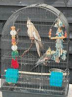 Koppel valkparkieten, Dieren en Toebehoren, Vogels | Overige Vogels, Meerdere dieren