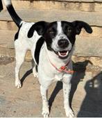 Ozzy zoekt een warm thuis……, Particulier, Reu, 1 tot 2 jaar, Buitenland