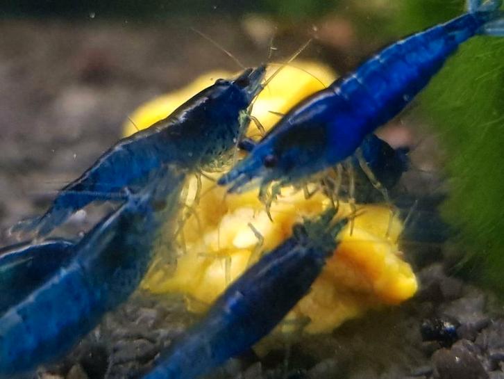 Hobbyaquarium  Blue davidi Sapphire high grade Zondag 12/17u, Dieren en Toebehoren, Vissen | Aquariumvissen, Zoetwatervis, Kreeft, Krab of Garnaal