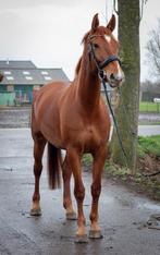 Weidemaatje/bospaard zoekt een goed huisje, Merrie, Met stamboom, B, 7 tot 10 jaar