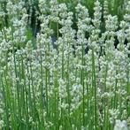 Lavendel 'Edelweiss' , wit bloeiende lavendel, Tuin en Terras, Planten | Tuinplanten, Volle zon, Vaste plant, Zomer, Ophalen